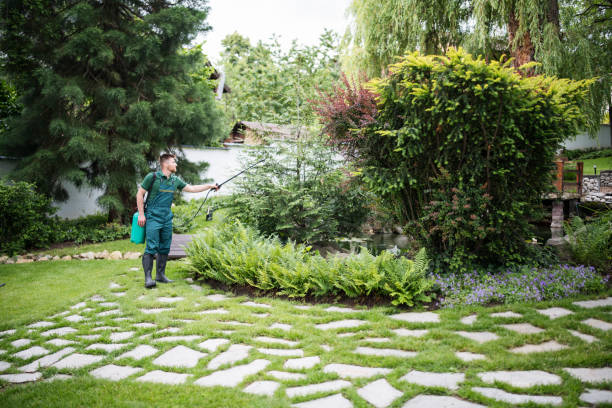 Best Ant Control Services  in North Auburn, CA