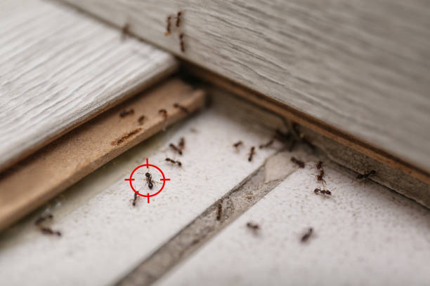 Reliable North Auburn, CA Pest Control Solutions