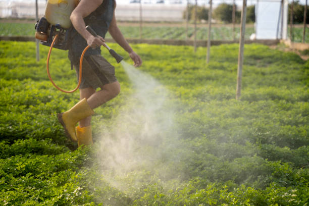 Best Mosquito Control Services  in North Auburn, CA