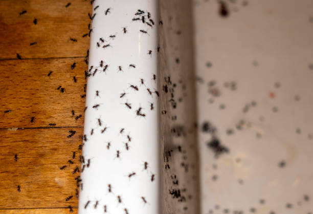 Best Rat Extermination Near Me  in North Auburn, CA