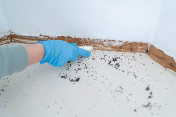 Best Best Pest Control Companies  in North Auburn, CA